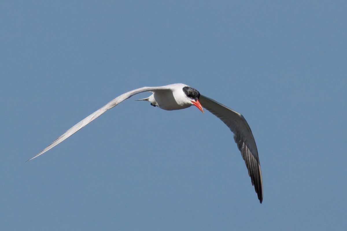 Caspian Tern - ML641170457