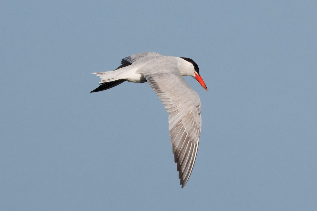 Caspian Tern - ML641170458