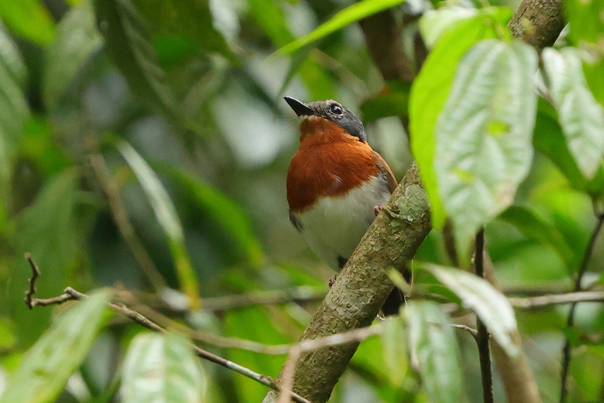 Chestnut Wattle-eye - ML641170467