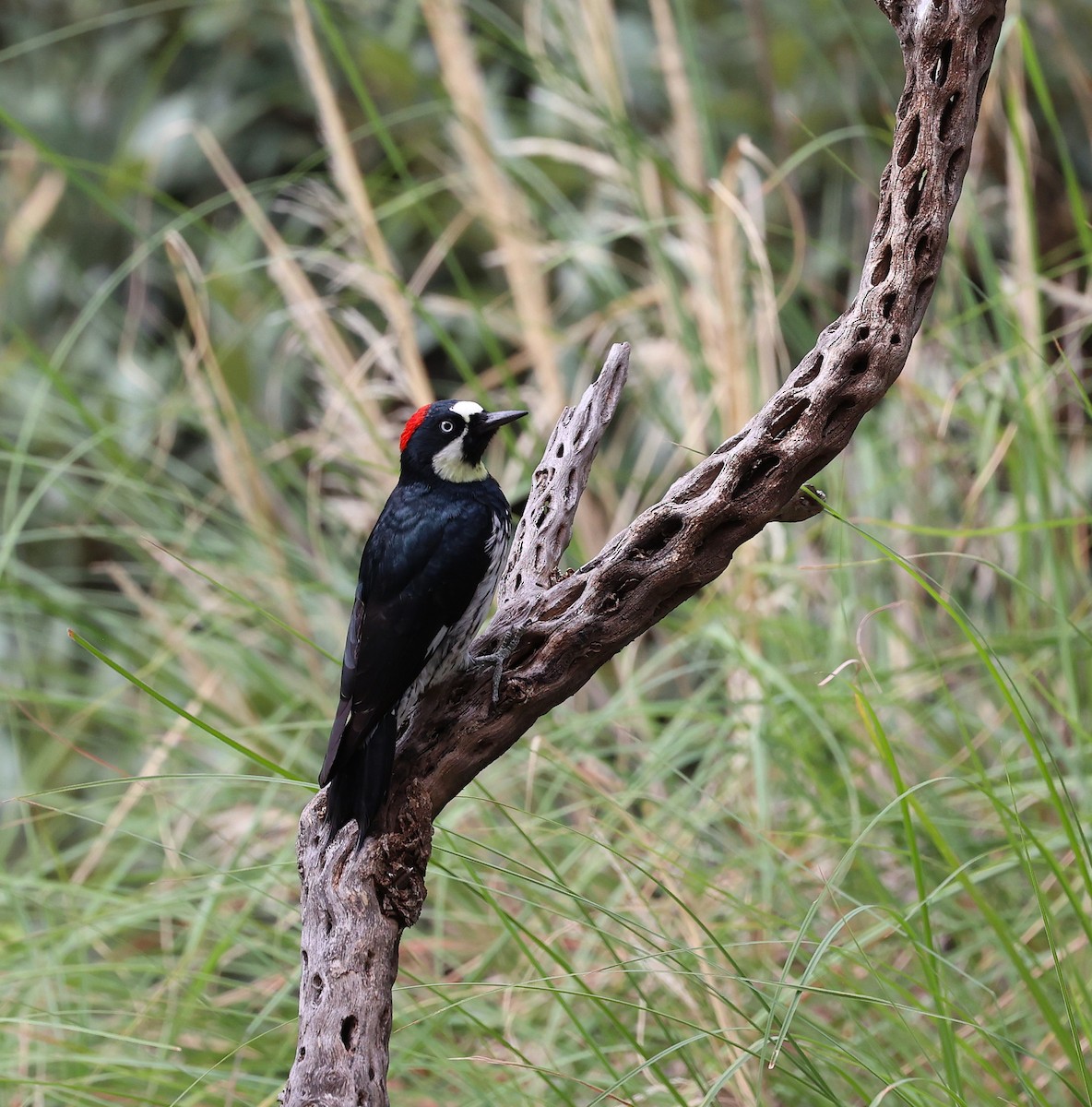 Acorn Woodpecker - ML641170479