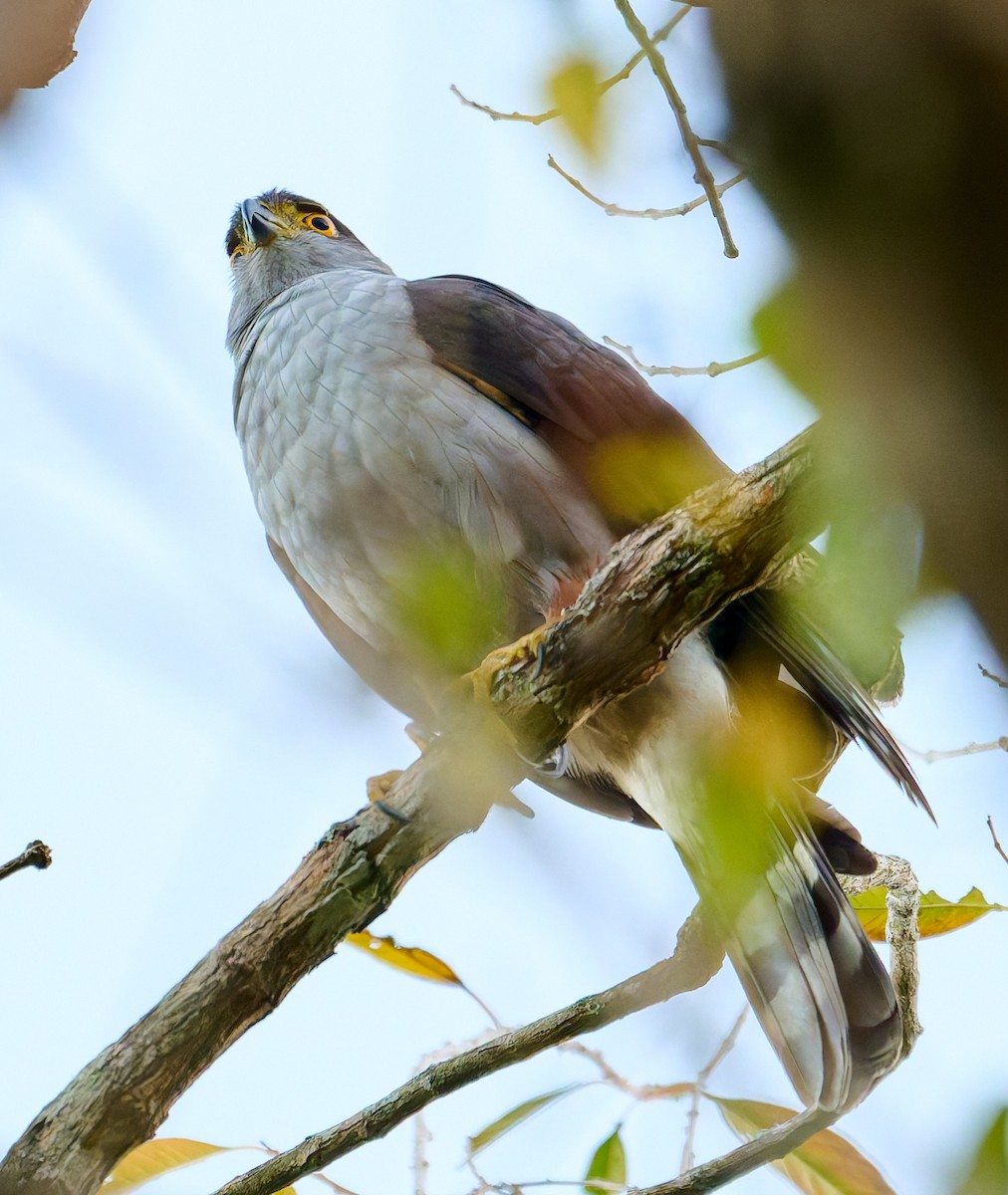 Bicolored Hawk - ML641170512