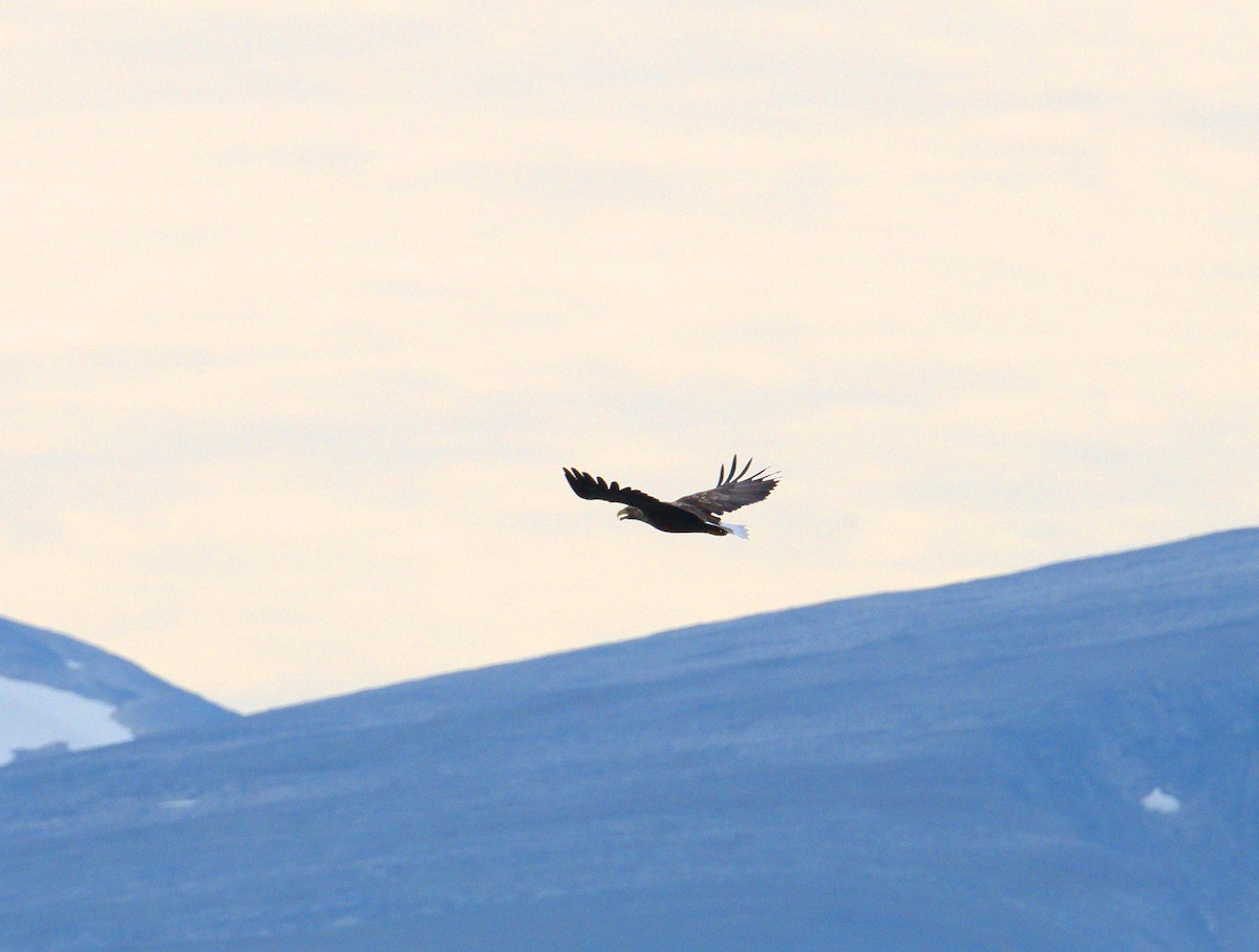 White-tailed Eagle - ML641170520