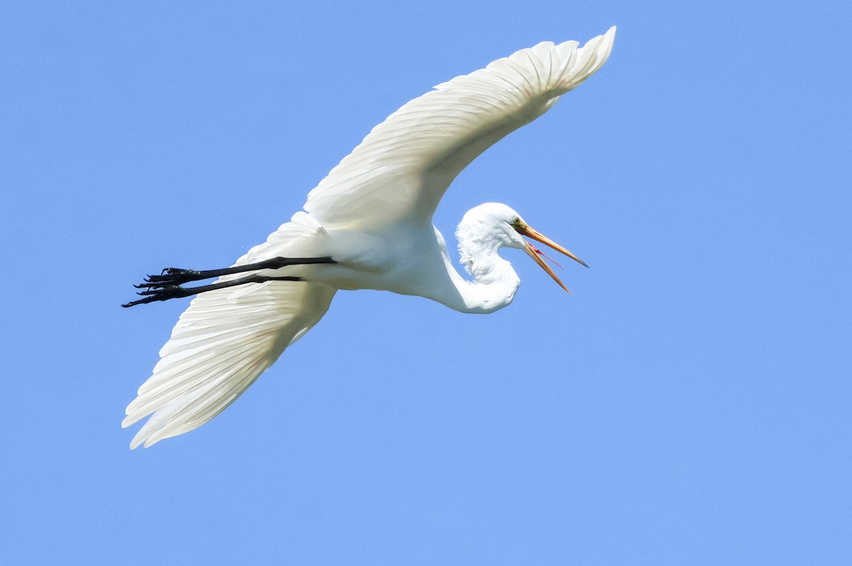 Great Egret - ML641170548