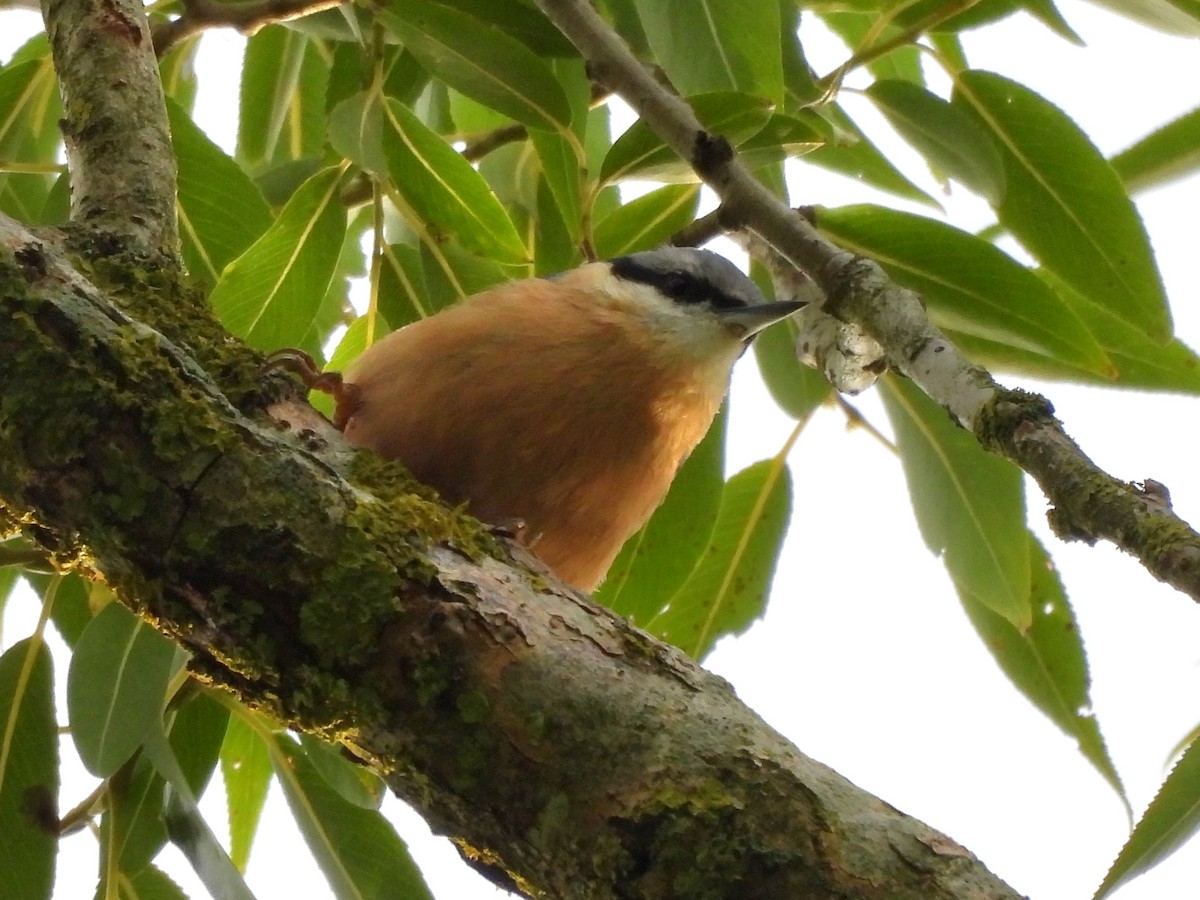 Eurasian Nuthatch - ML641170551