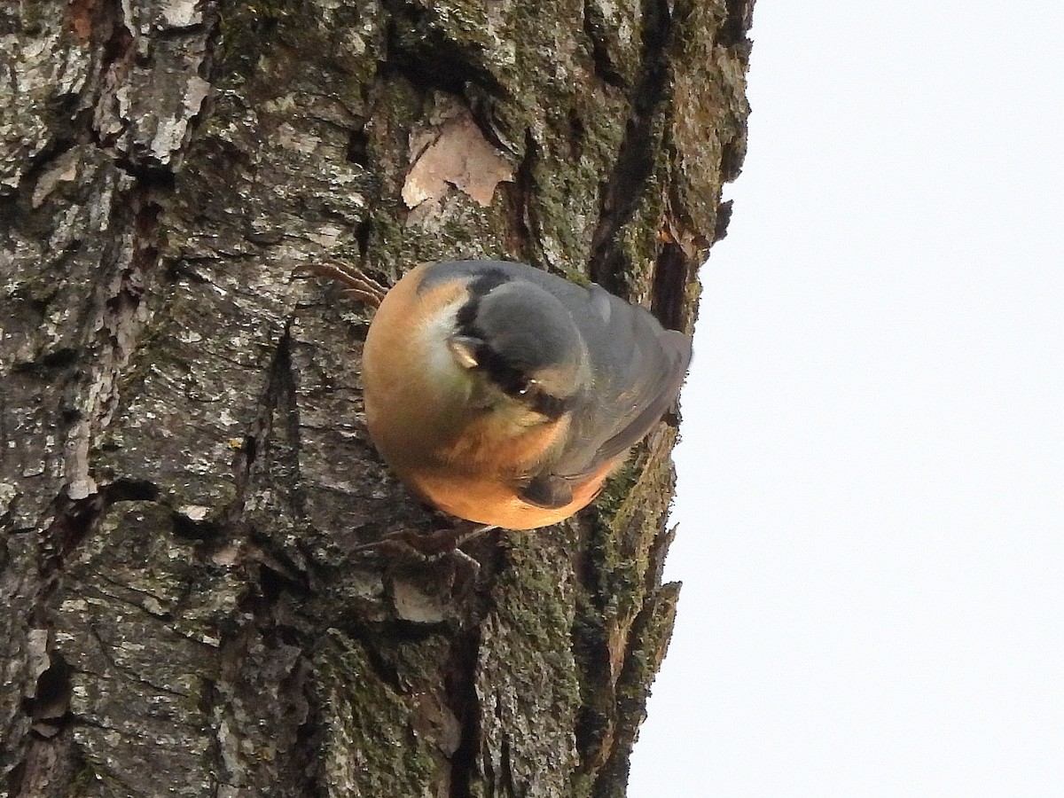 Eurasian Nuthatch - ML641170552