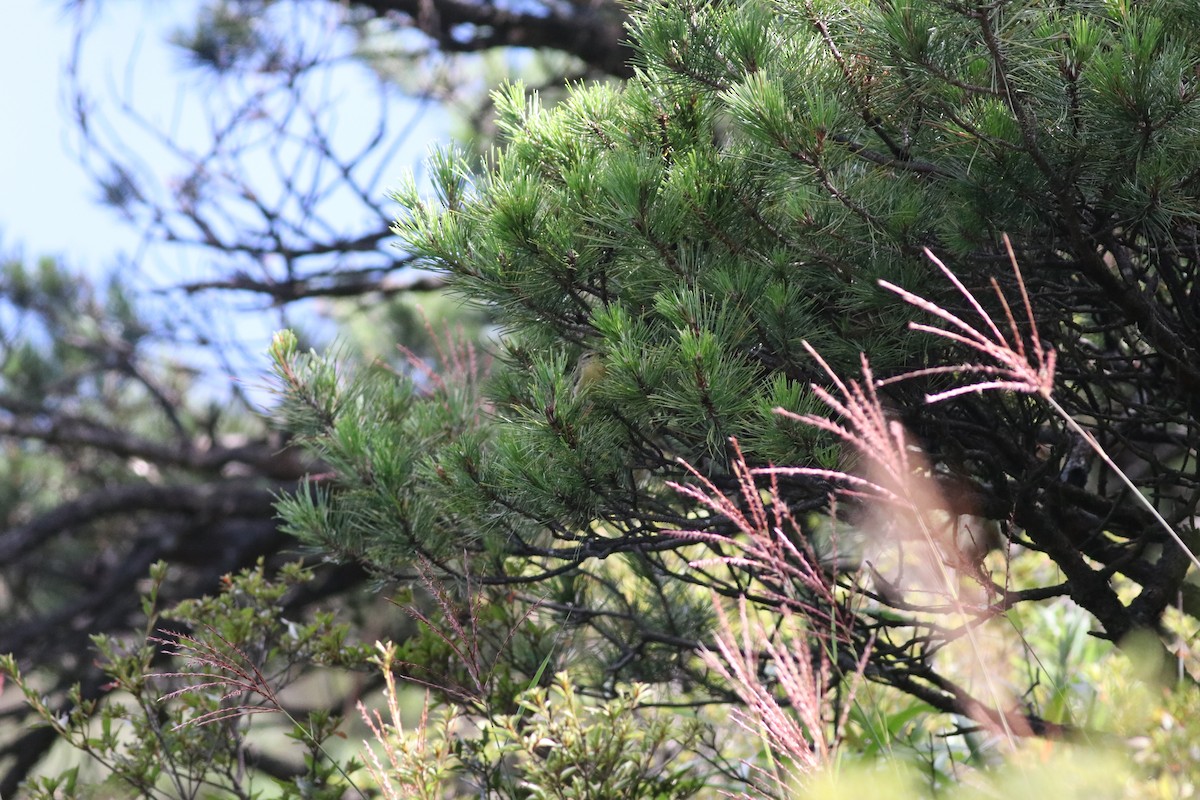 Buff-throated Warbler - ML641170554