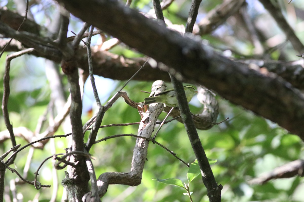 Hartert's Leaf Warbler - ML641170571