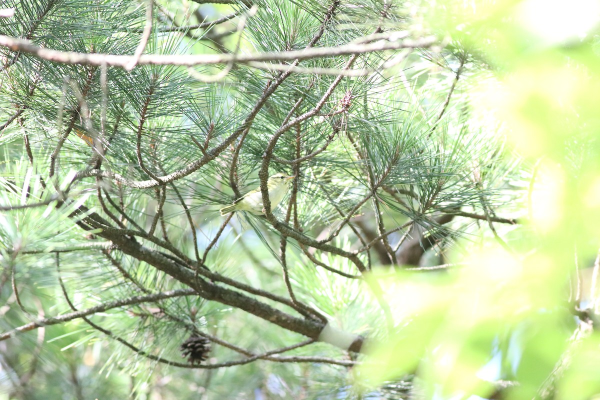 Hartert's Leaf Warbler - ML641170572