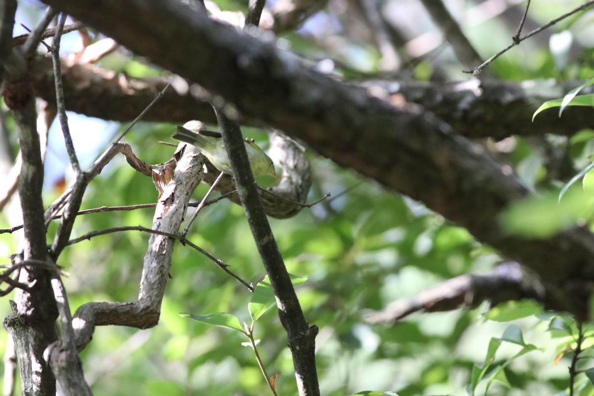 Hartert's Leaf Warbler - ML641170573