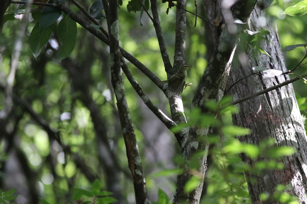 Hartert's Leaf Warbler - ML641170574