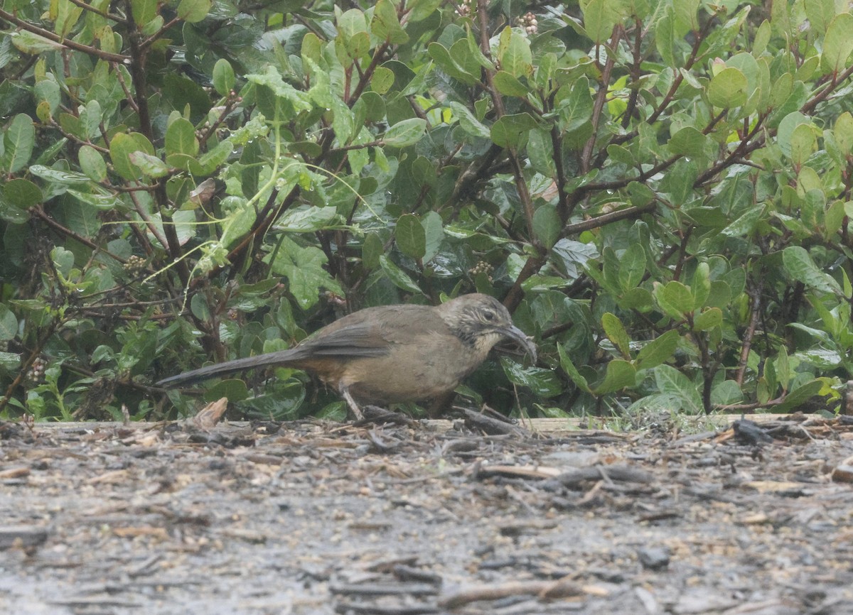 California Thrasher - ML641170575