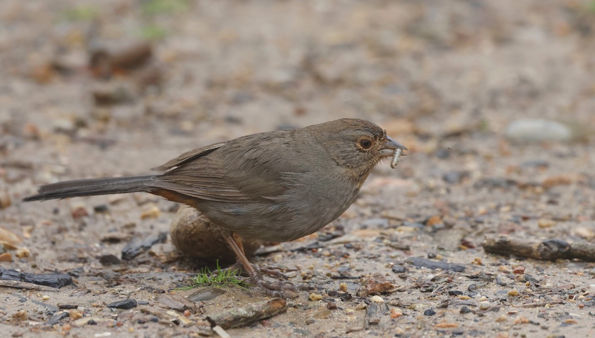 California Towhee - ML641170579