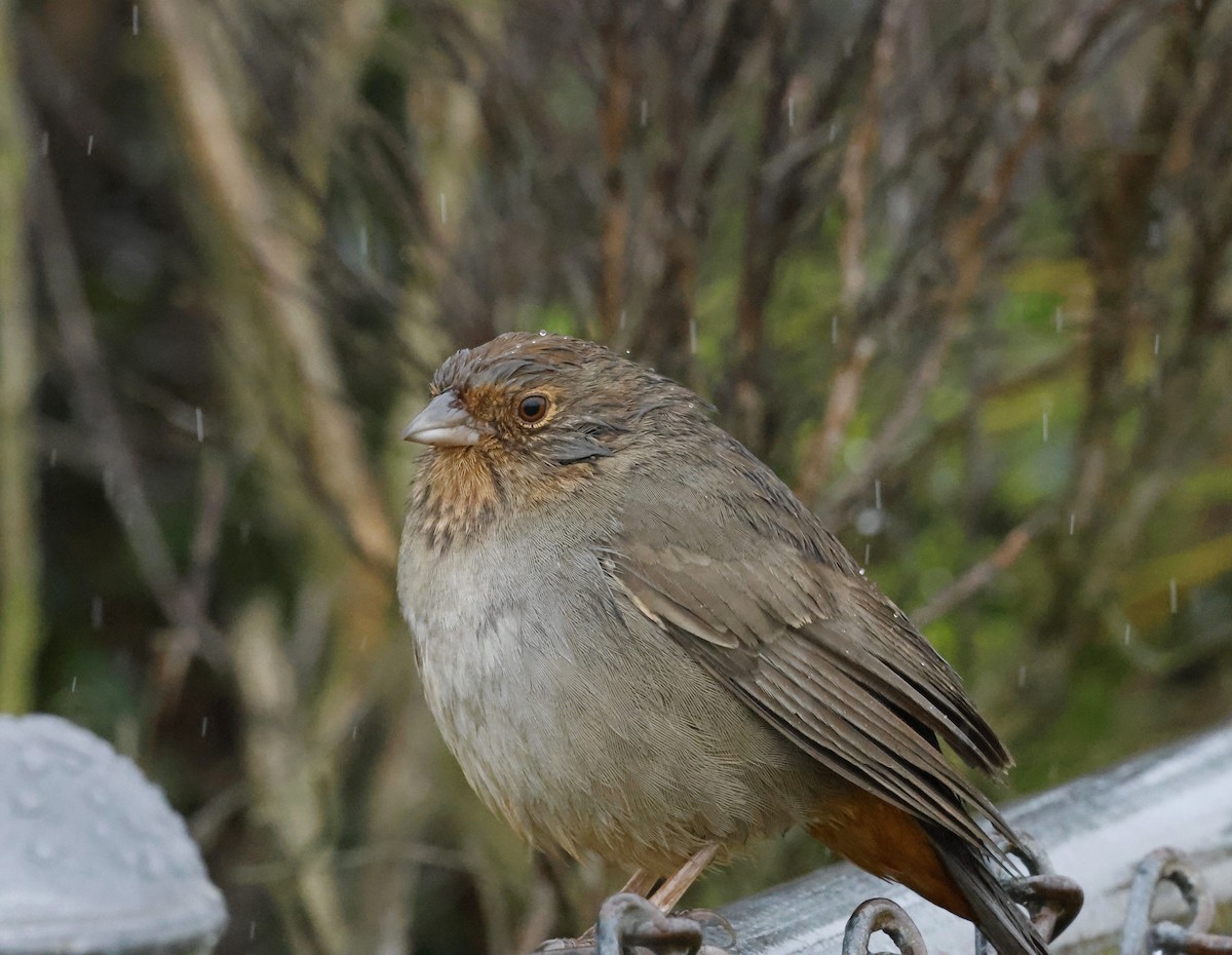 California Towhee - ML641170580