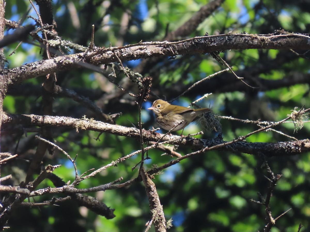 Ovenbird - ML641170582
