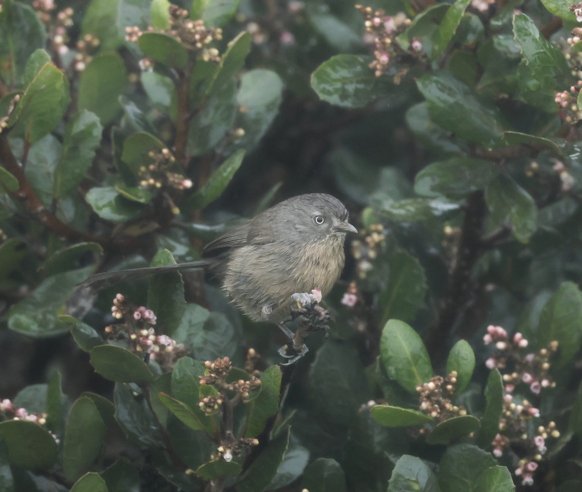 Wrentit - ML641170589