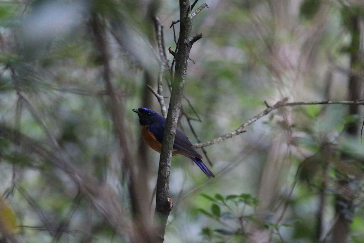 Davidblauschnäpper - ML641170596