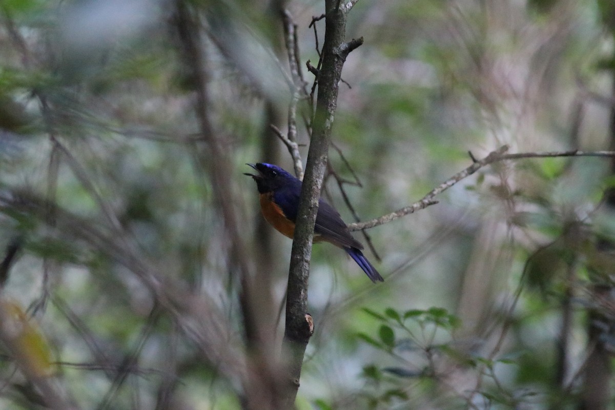 Davidblauschnäpper - ML641170597