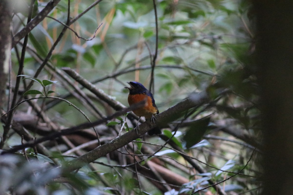 Davidblauschnäpper - ML641170598