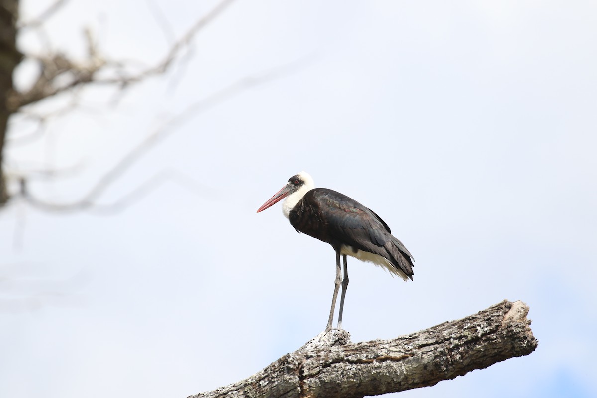 African Woolly-necked Stork - ML641170601