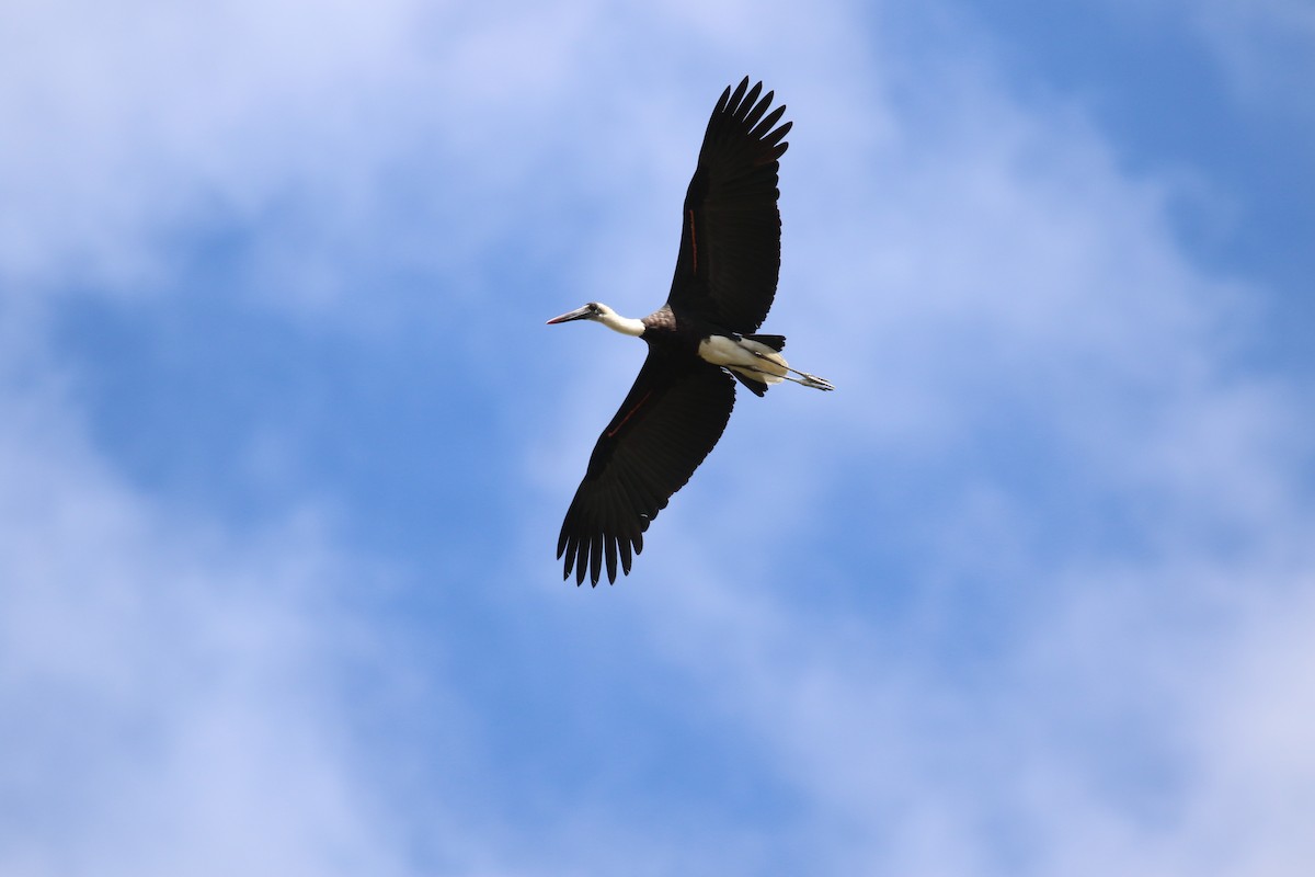 African Woolly-necked Stork - ML641170603