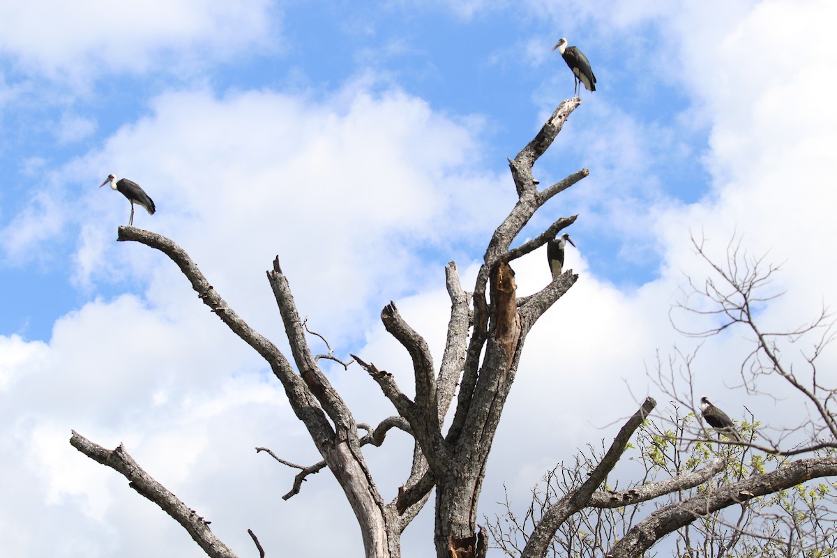 African Woolly-necked Stork - ML641170604