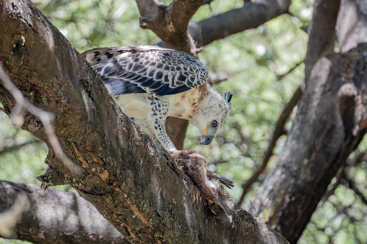 Crowned Eagle - ML641170610