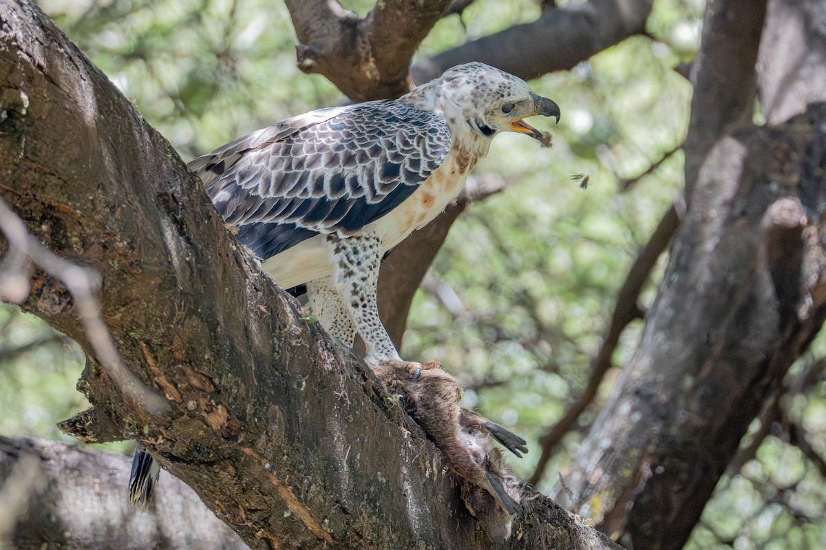 Crowned Eagle - ML641170611