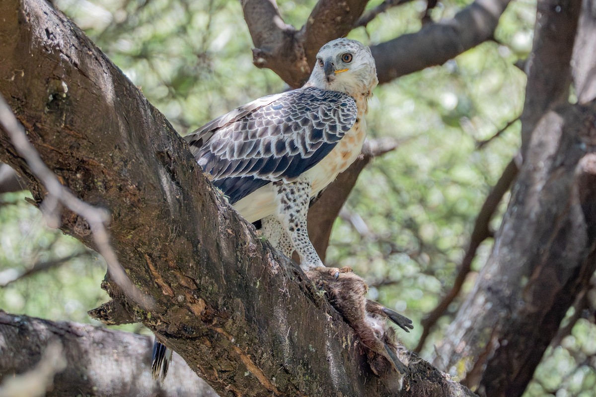 Crowned Eagle - ML641170612