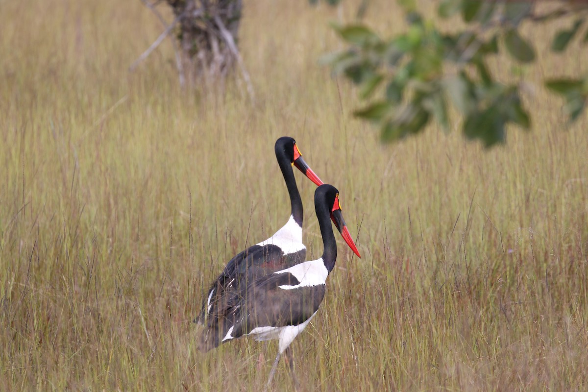 Saddle-billed Stork - ML641170614