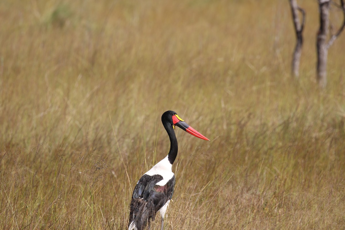 Saddle-billed Stork - ML641170615