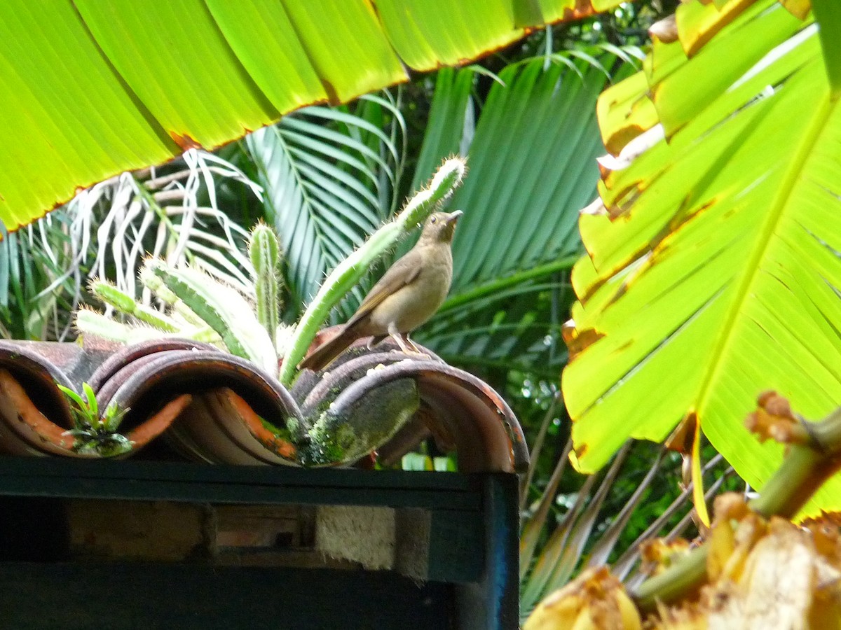 Yellow-legged Thrush - ML641170618