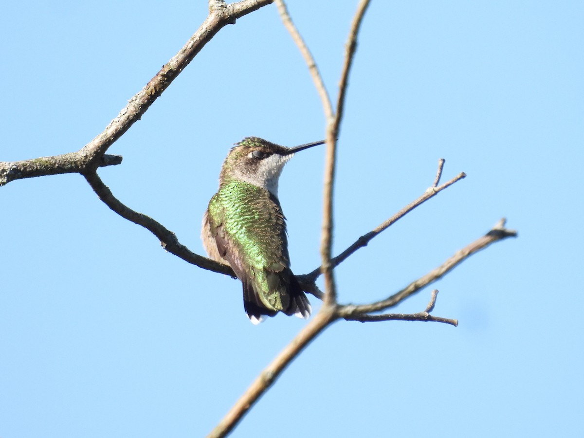 Colibrí Gorjirrubí - ML641170639