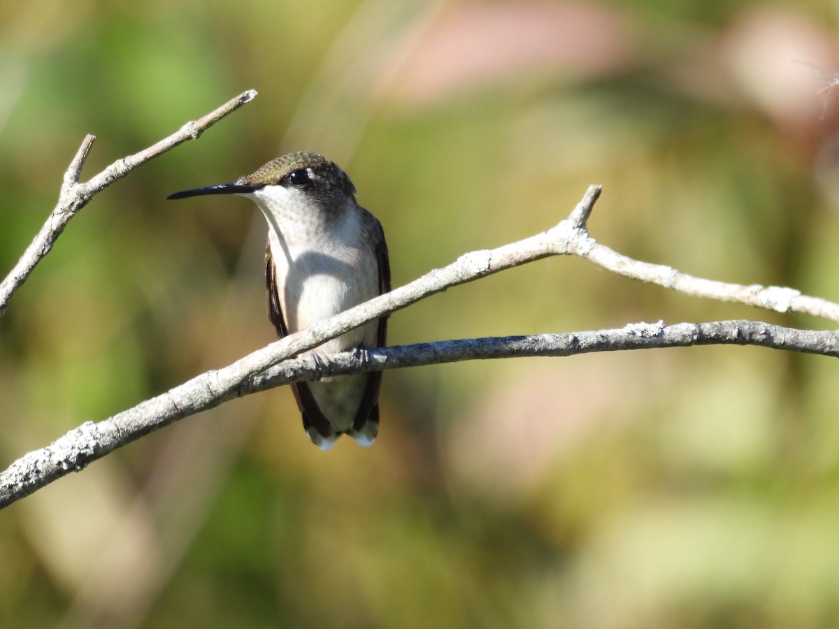 Colibrí Gorjirrubí - ML641170640