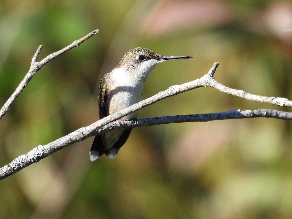 Colibrí Gorjirrubí - ML641170641