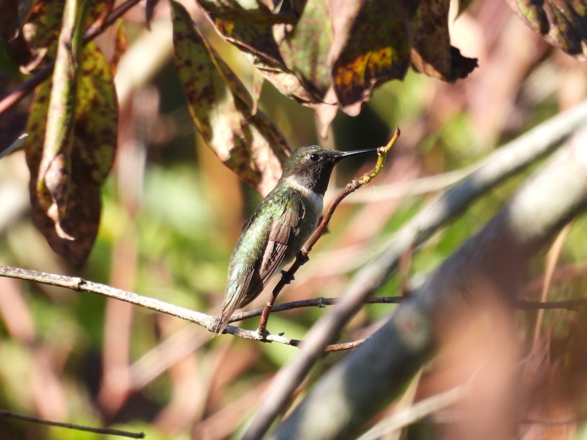 Colibrí Gorjirrubí - ML641170642