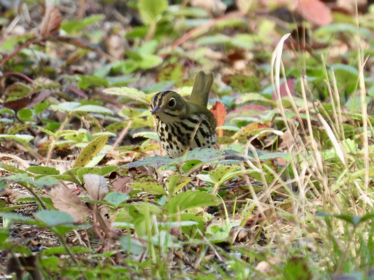 Ovenbird - ML641170643