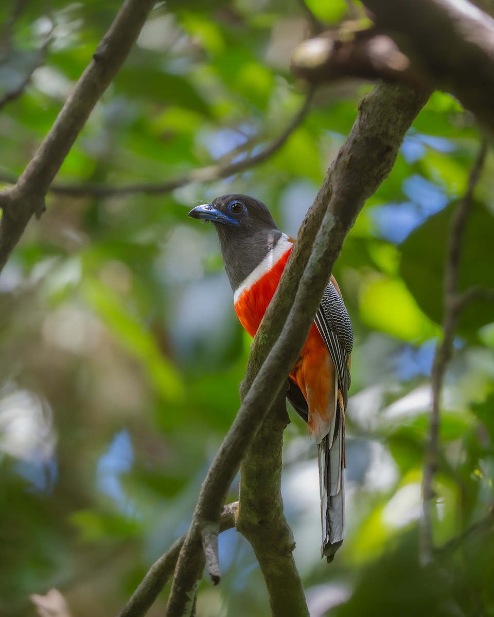 Trogon de Malabar - ML641170704