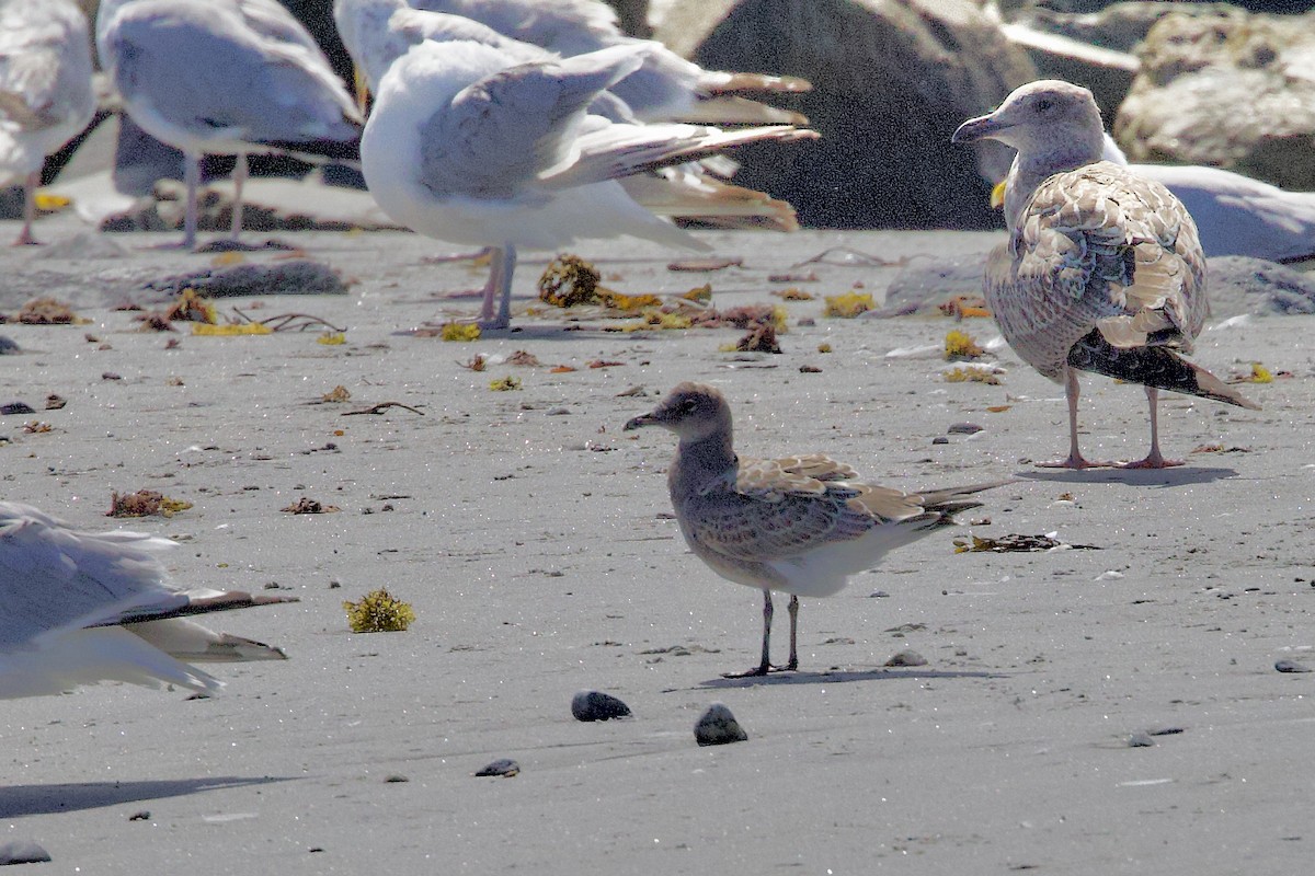 Laughing Gull - ML641170719