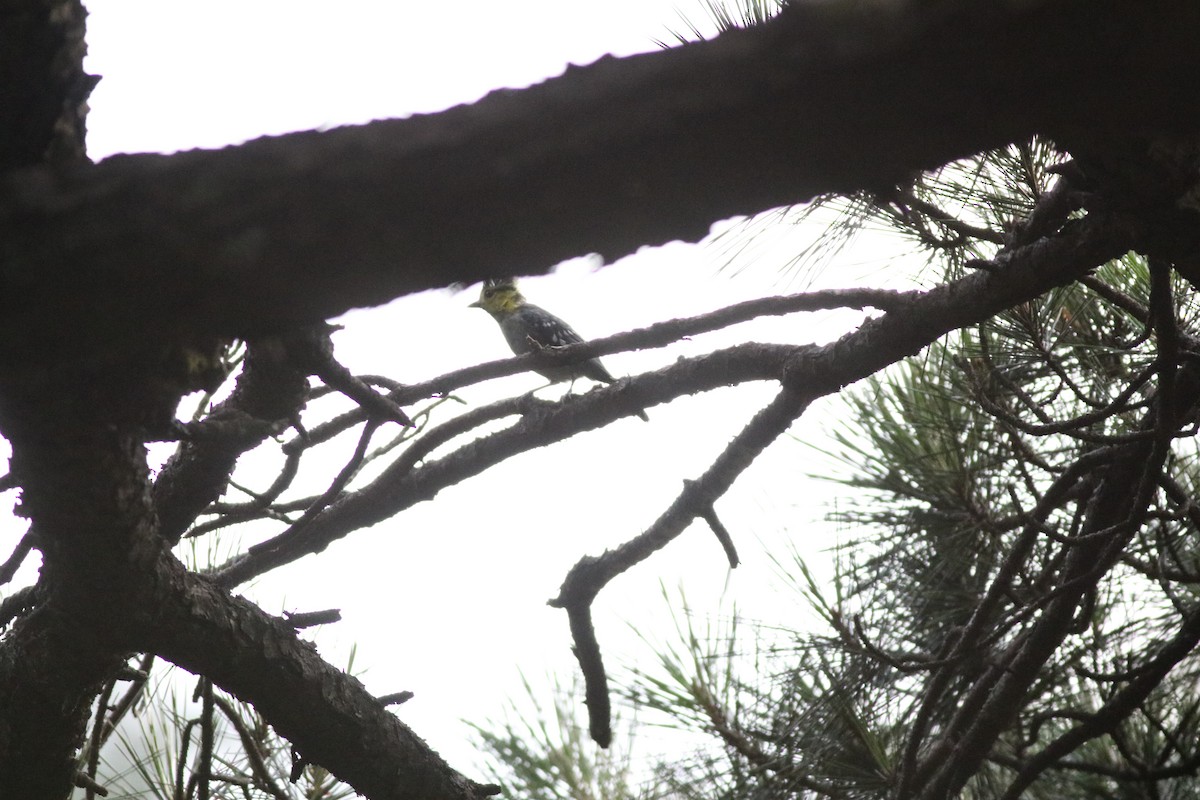 Yellow-cheeked Tit - ML641170742