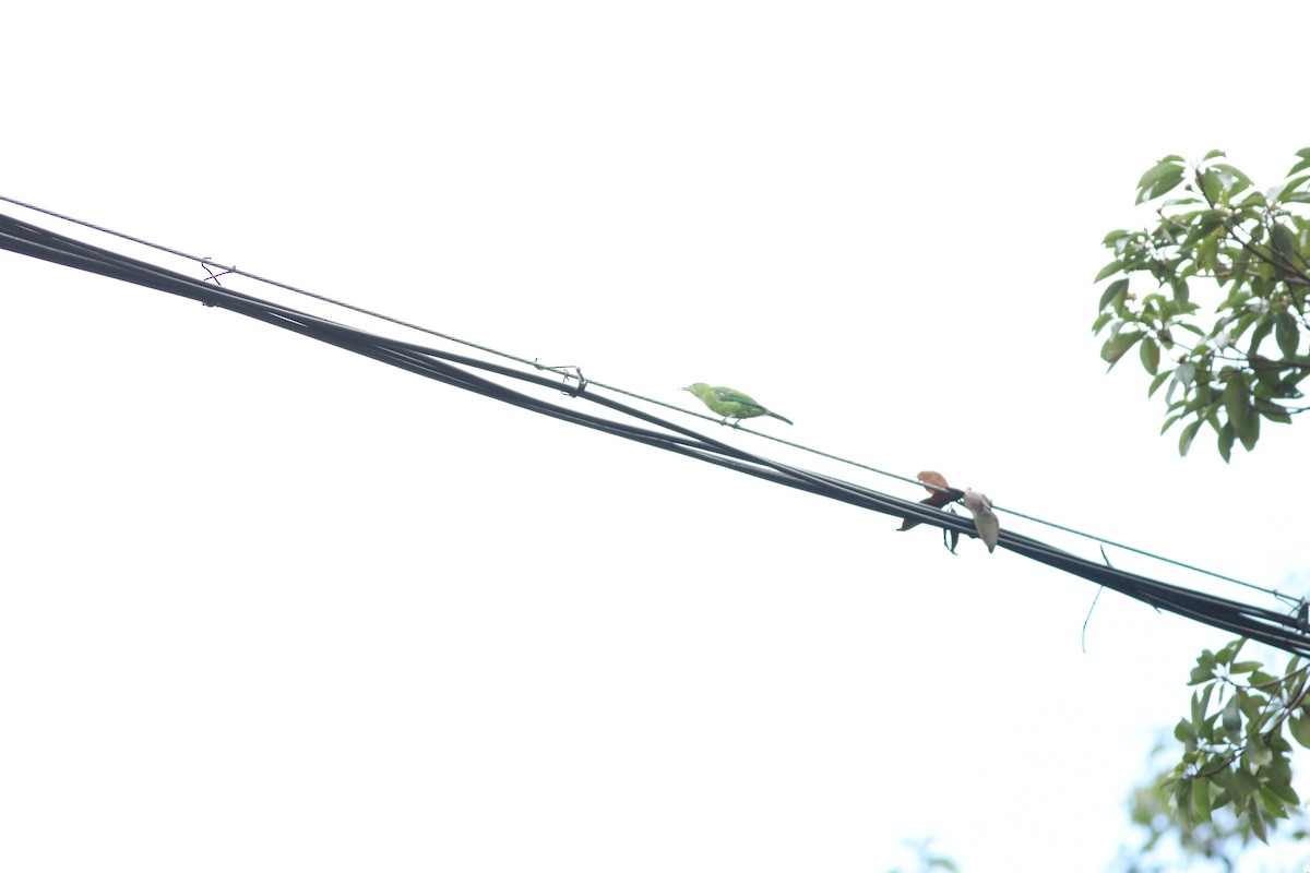 Orange-bellied Leafbird (Grayish-crowned) - ML641170765