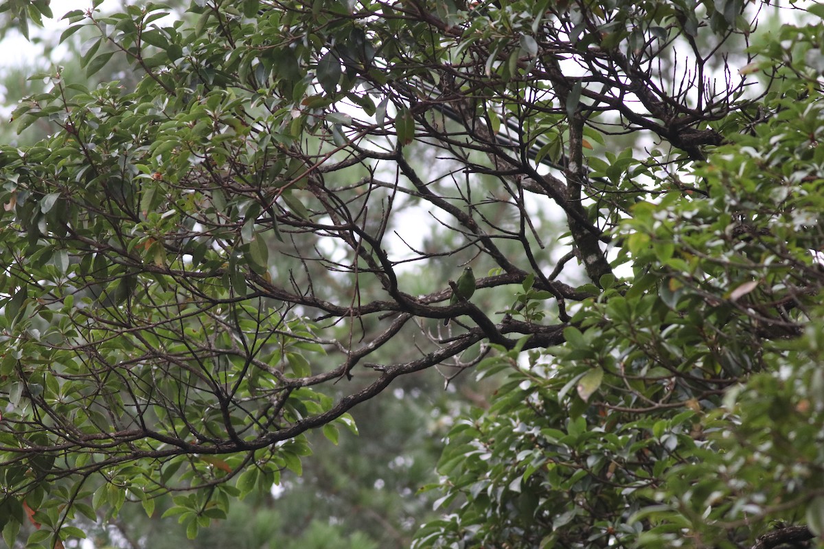 Orange-bellied Leafbird (Grayish-crowned) - ML641170766