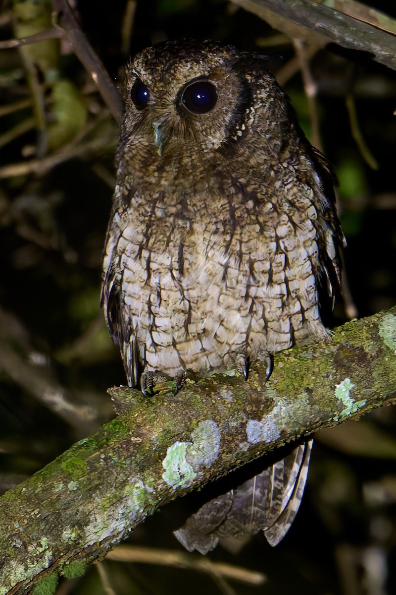 Black-capped Screech-Owl - ML641170781