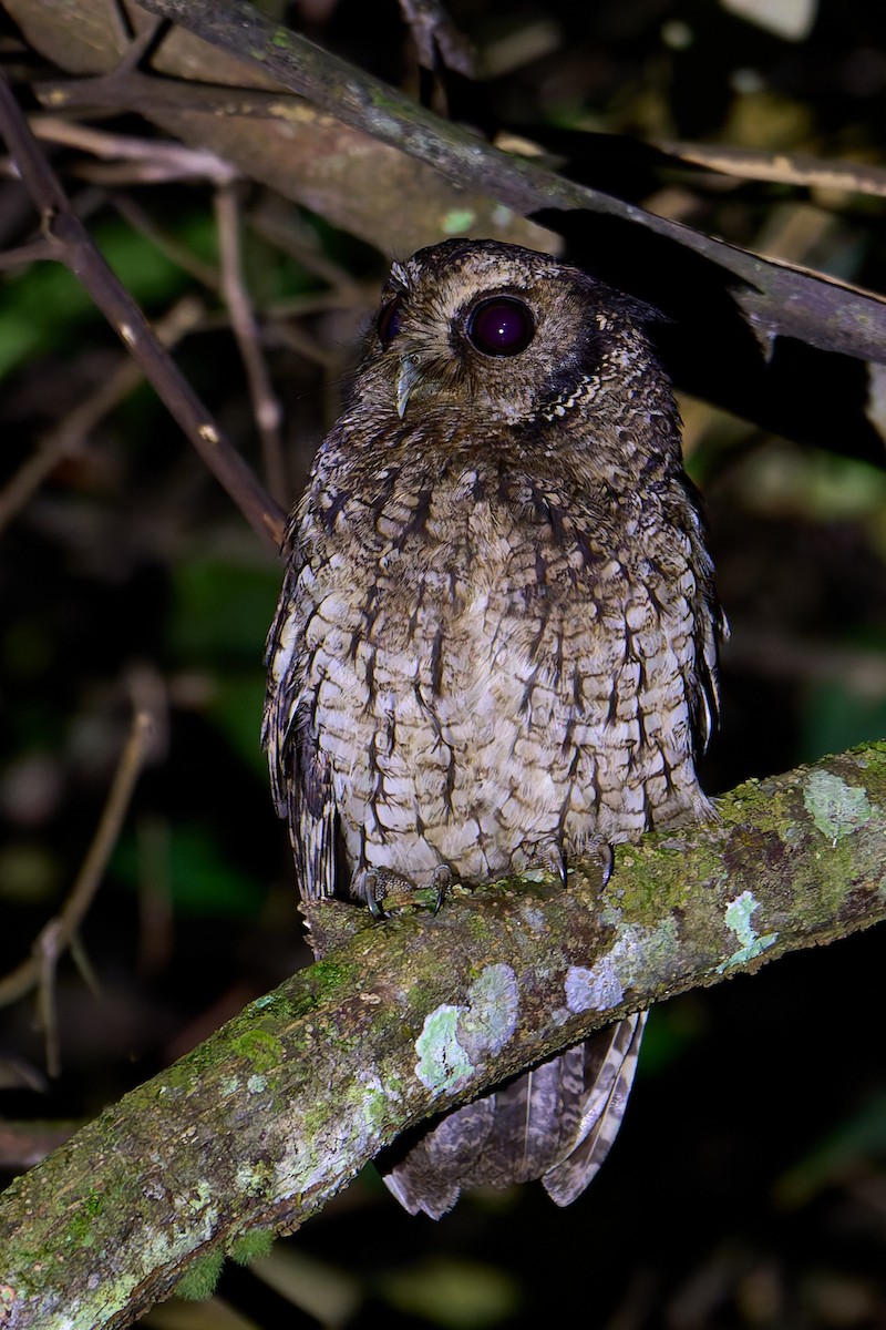 Black-capped Screech-Owl - ML641170782