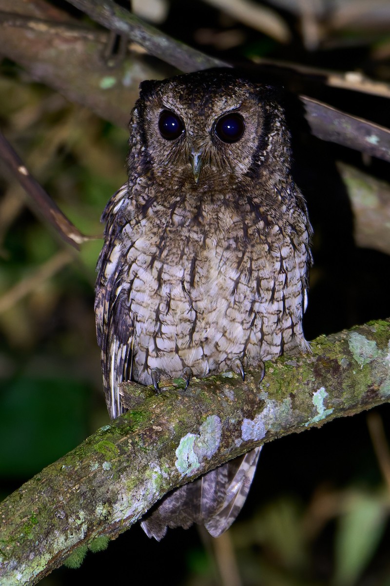Black-capped Screech-Owl - ML641170783