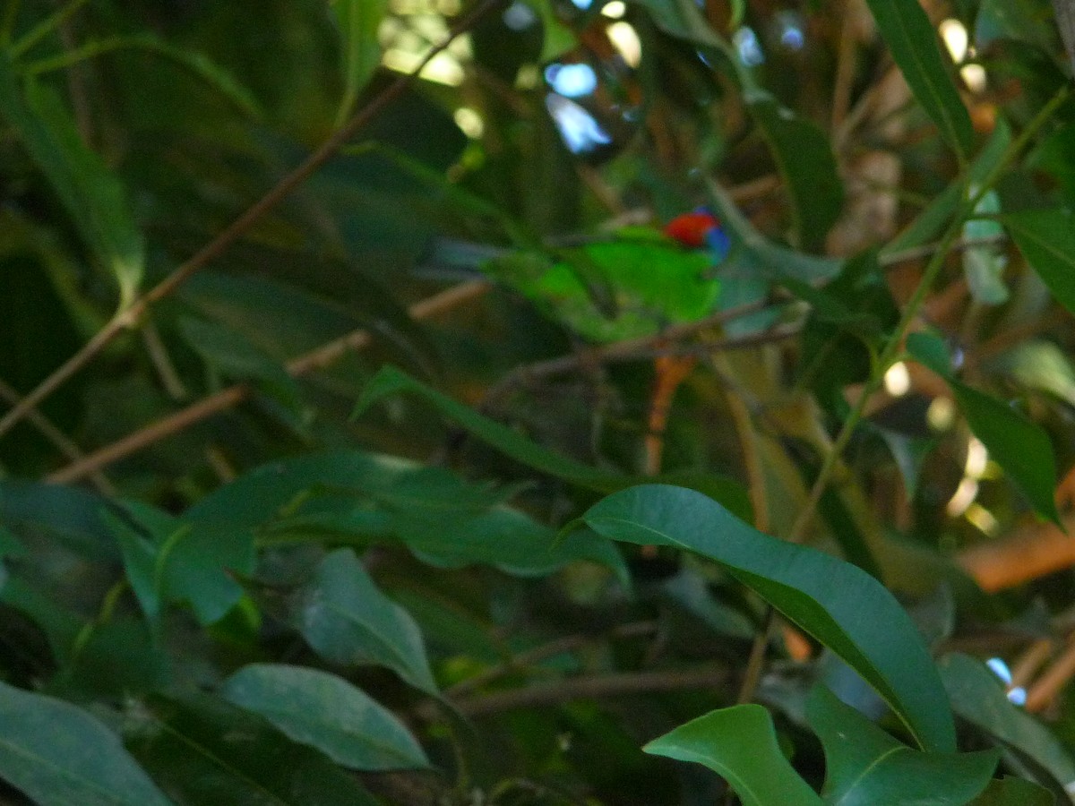 Red-necked Tanager - ML641170794