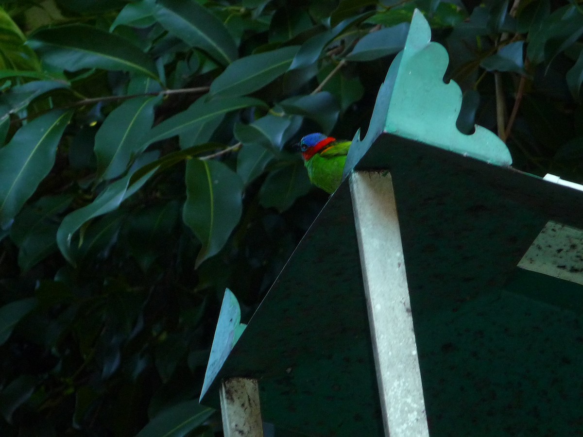Red-necked Tanager - ML641170807