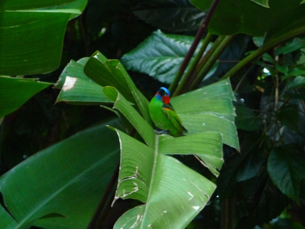 Red-necked Tanager - ML641170808