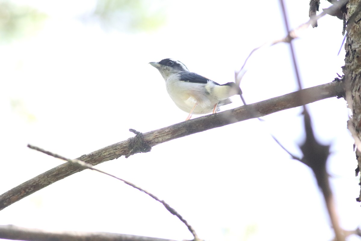 White-browed Shrike-Babbler (Gray-breasted) - ML641170822