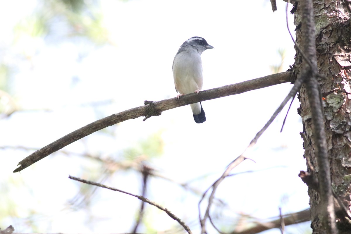 White-browed Shrike-Babbler (Gray-breasted) - ML641170823