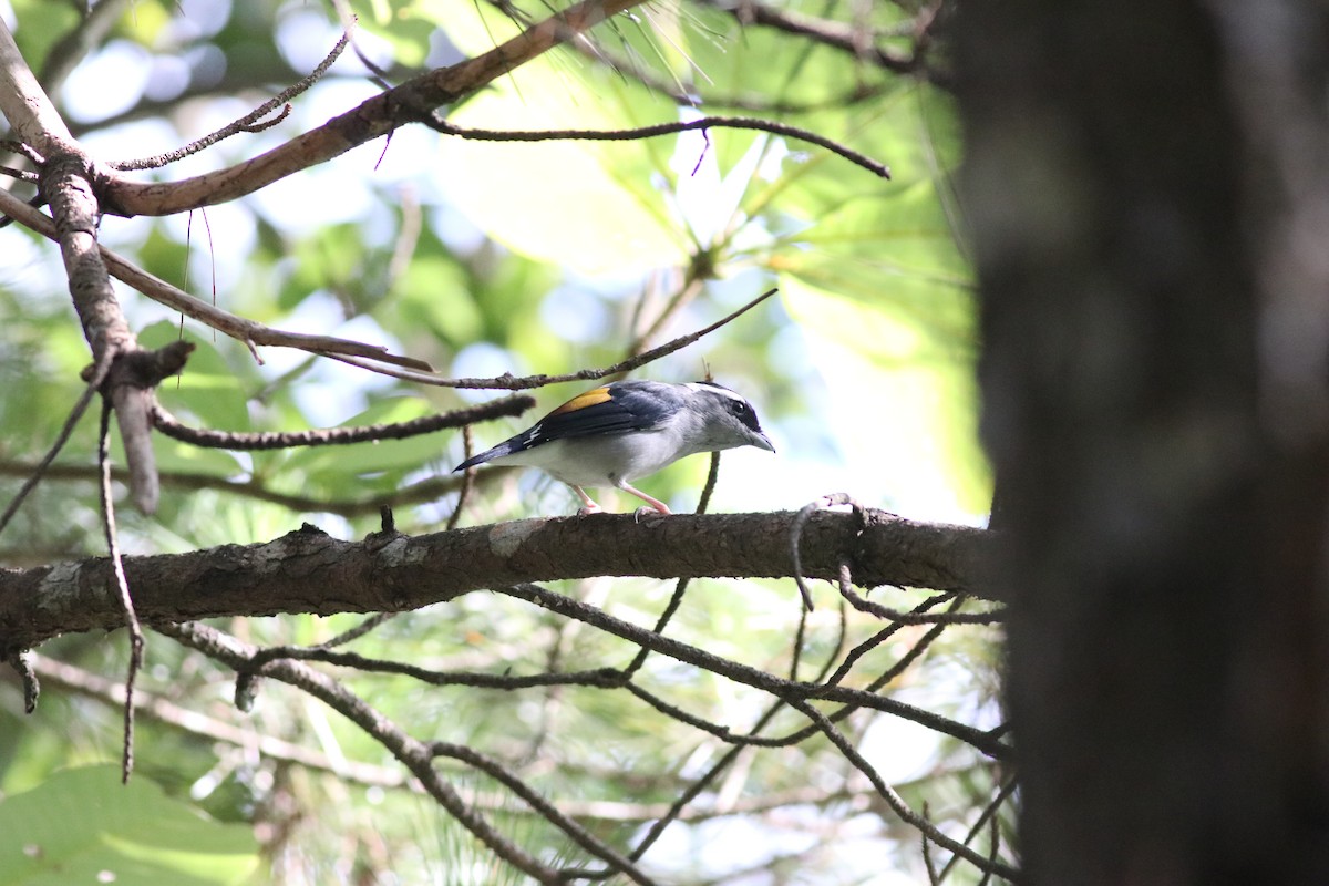 White-browed Shrike-Babbler (Gray-breasted) - ML641170824